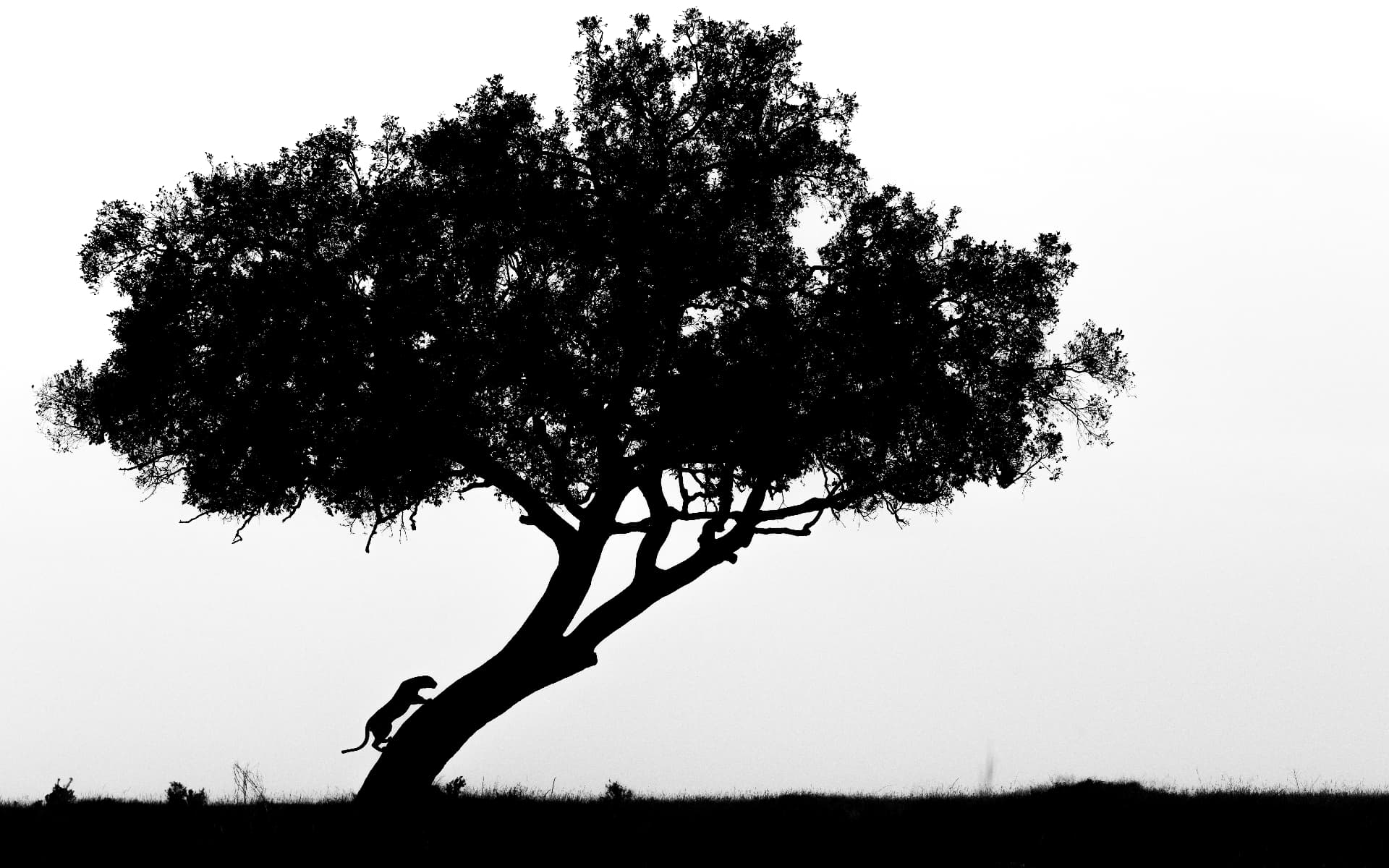 Silhouette of a leopard climbing a lone acacia tree against a white sky