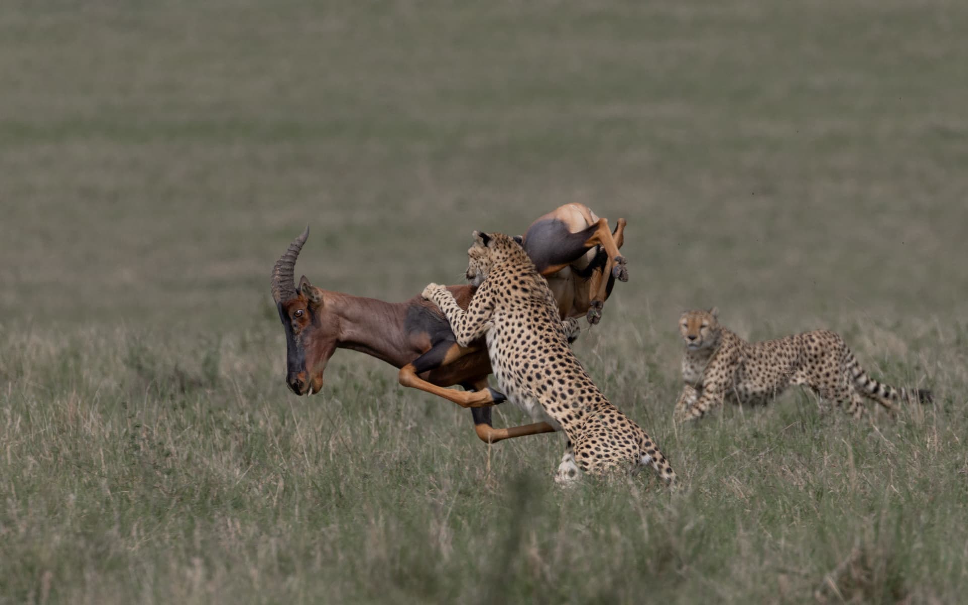Two cheetahs bringing down a topi in open grassland