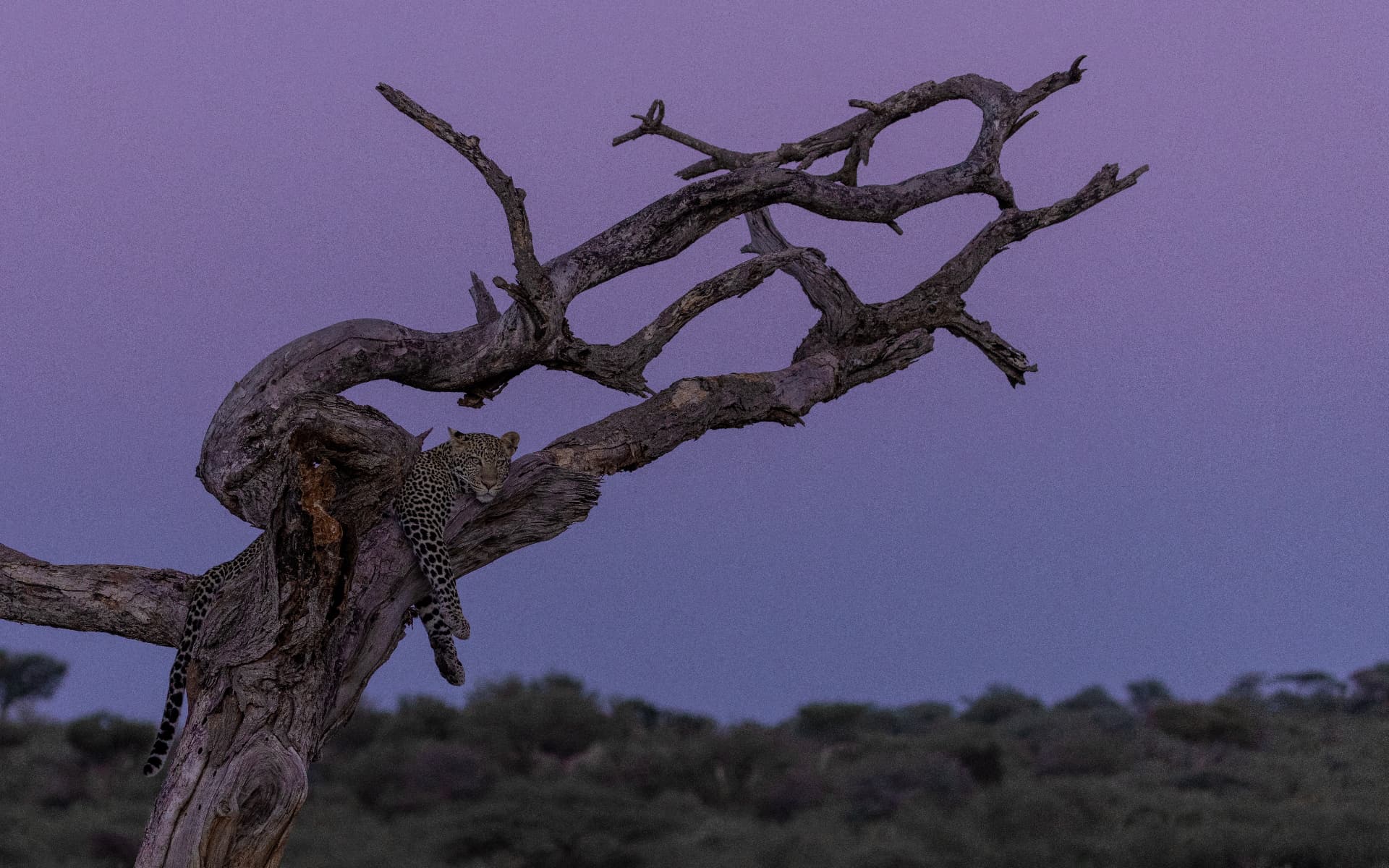 Leopard resting on the branch of a dead tree against a violet twilight sky