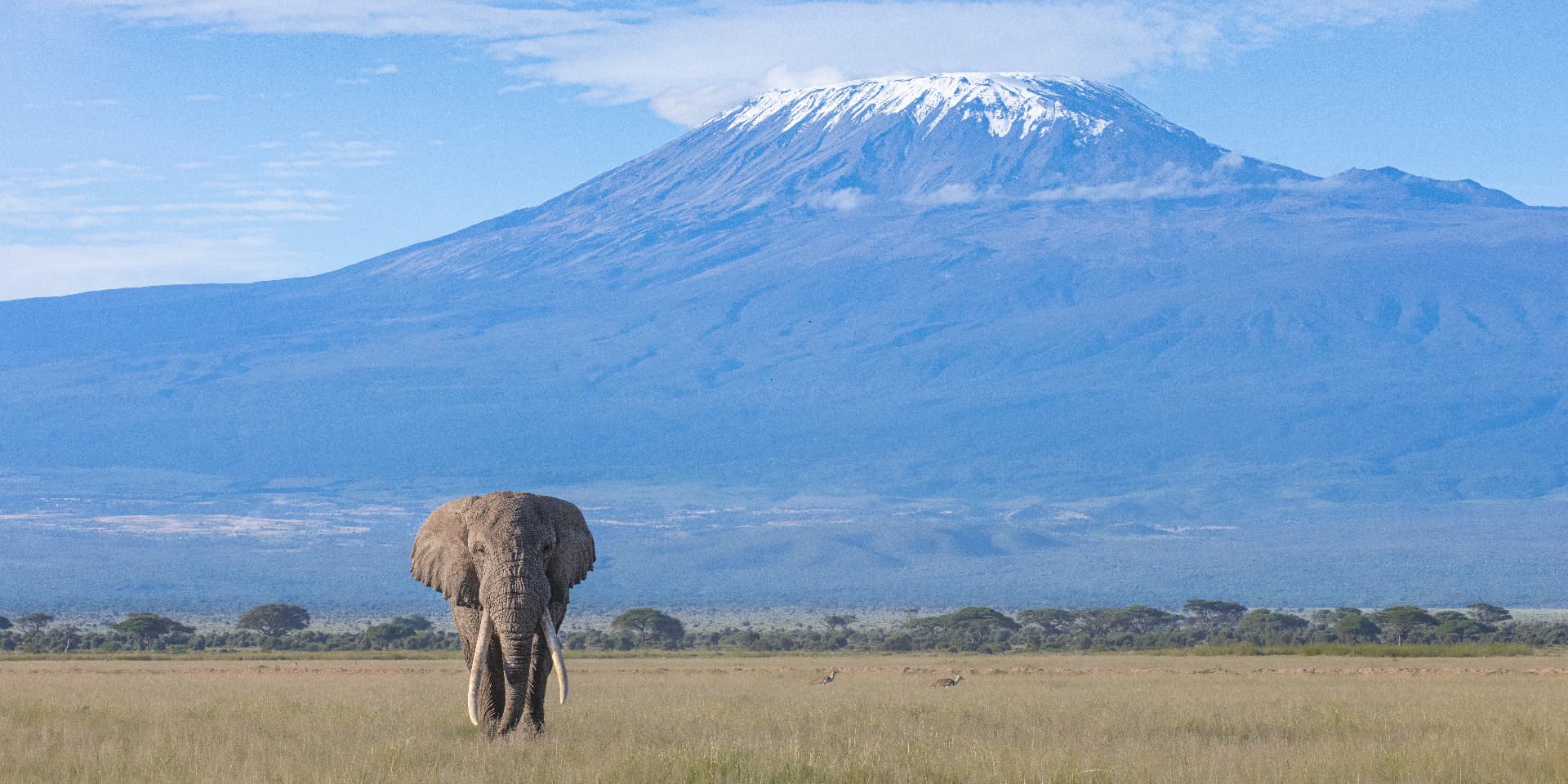 Panorama of a great tusker elephant walking beneath snow-capped Mount Kilimanjaro