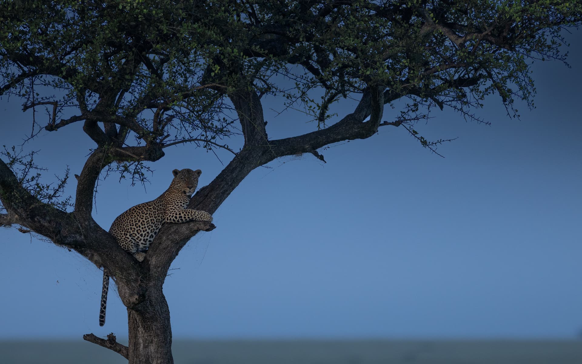Leopard resting in the branches of an acacia tree at blue hour