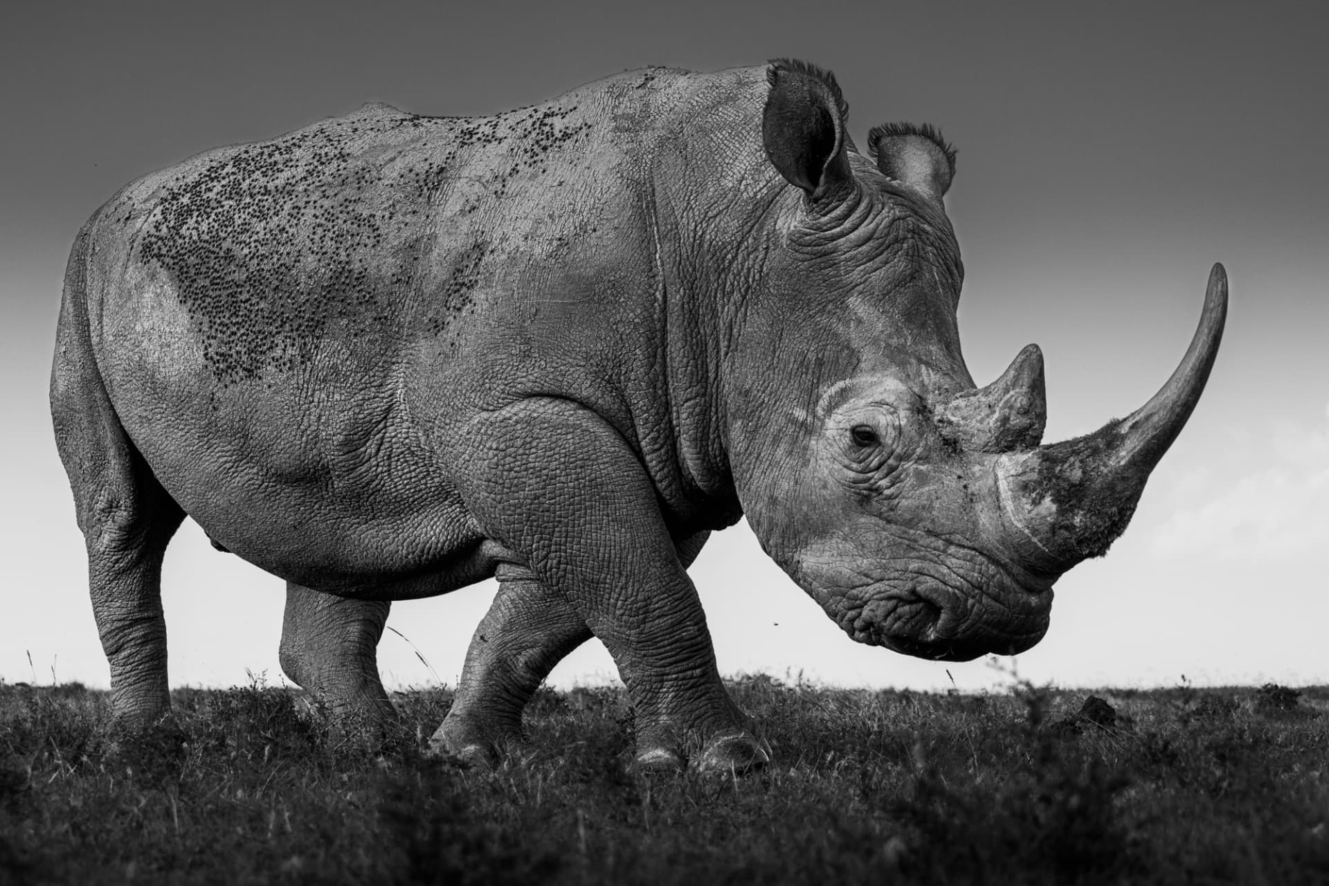 Black and white portrait of a white rhino standing on open grassland