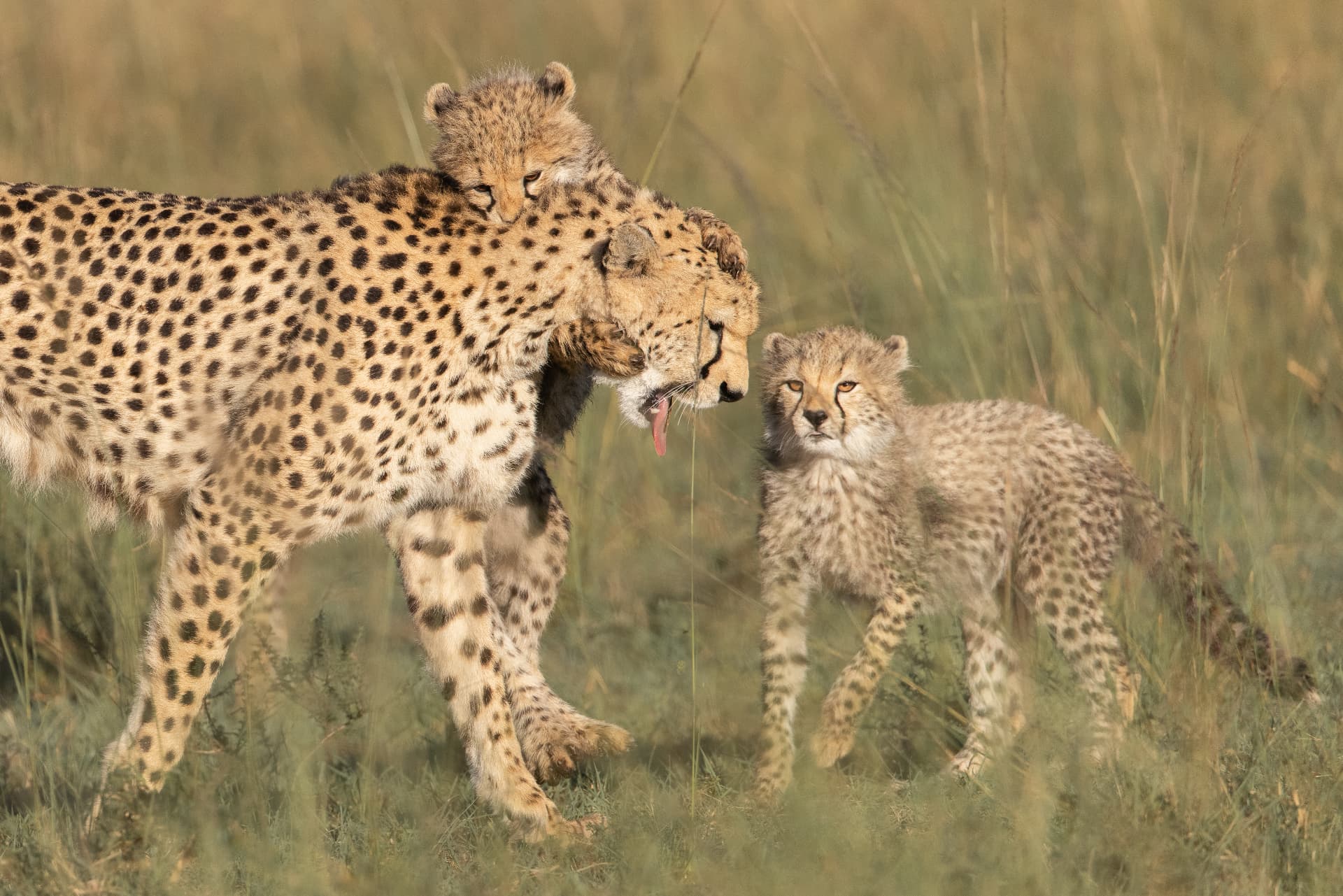 Cheetah walking with one cub draped over her shoulders and another beside her