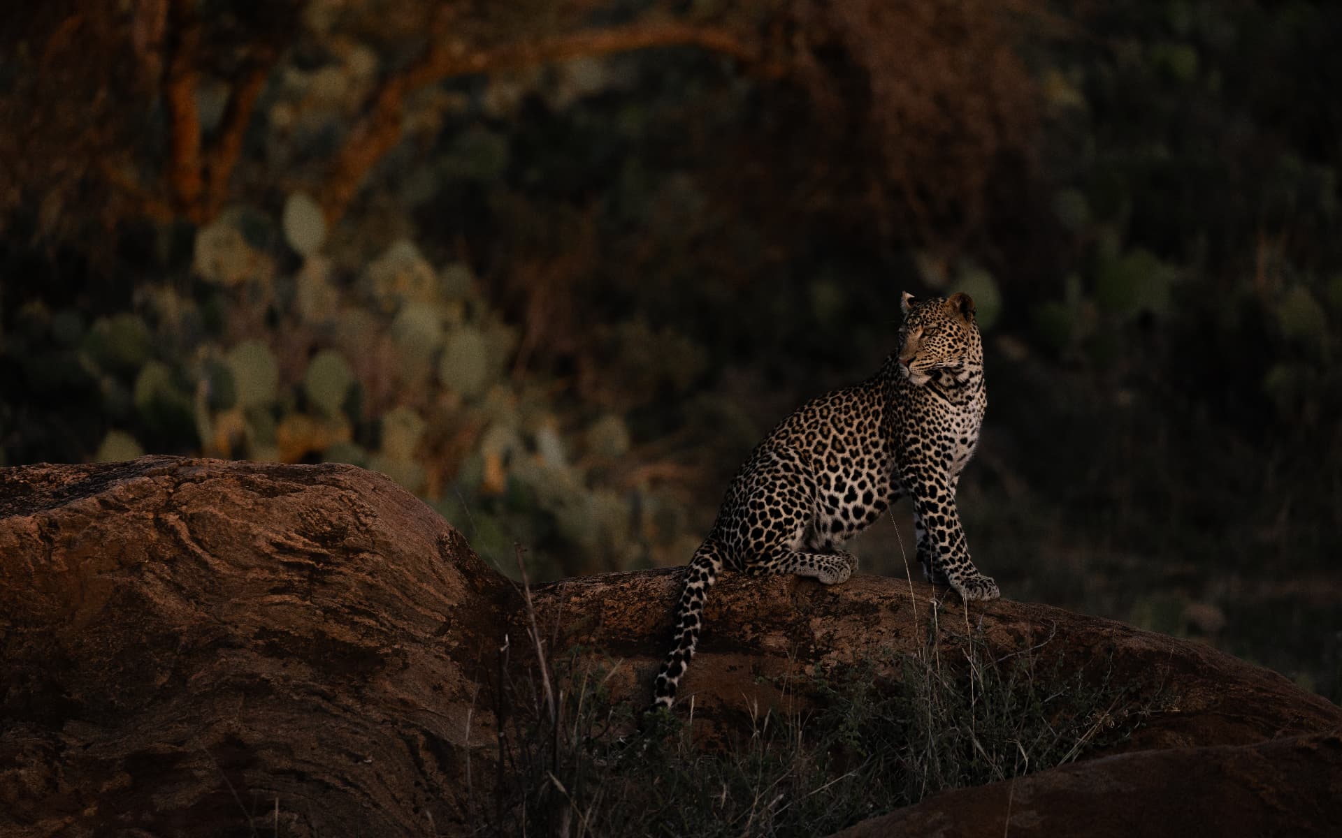 Leopard sitting on a rocky outcrop in low evening light