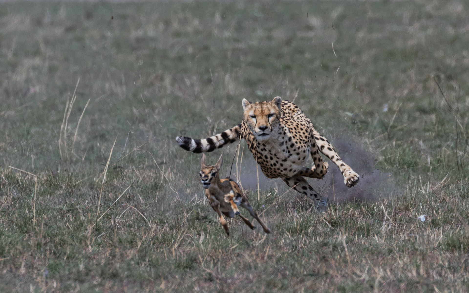 Cheetah at full sprint chasing a young gazelle across open grassland