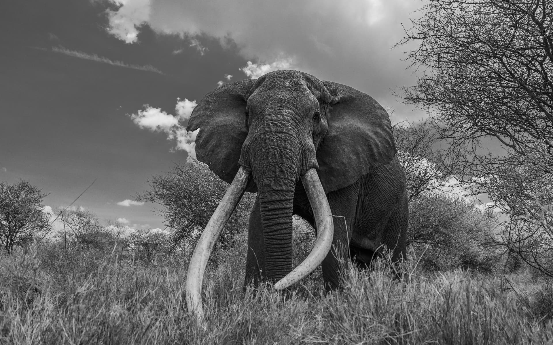Black and white portrait of a great tusker elephant in tall grass